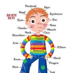 English for children: getting to know the parts of the body