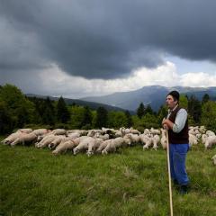 Popis povolania ovčiaka